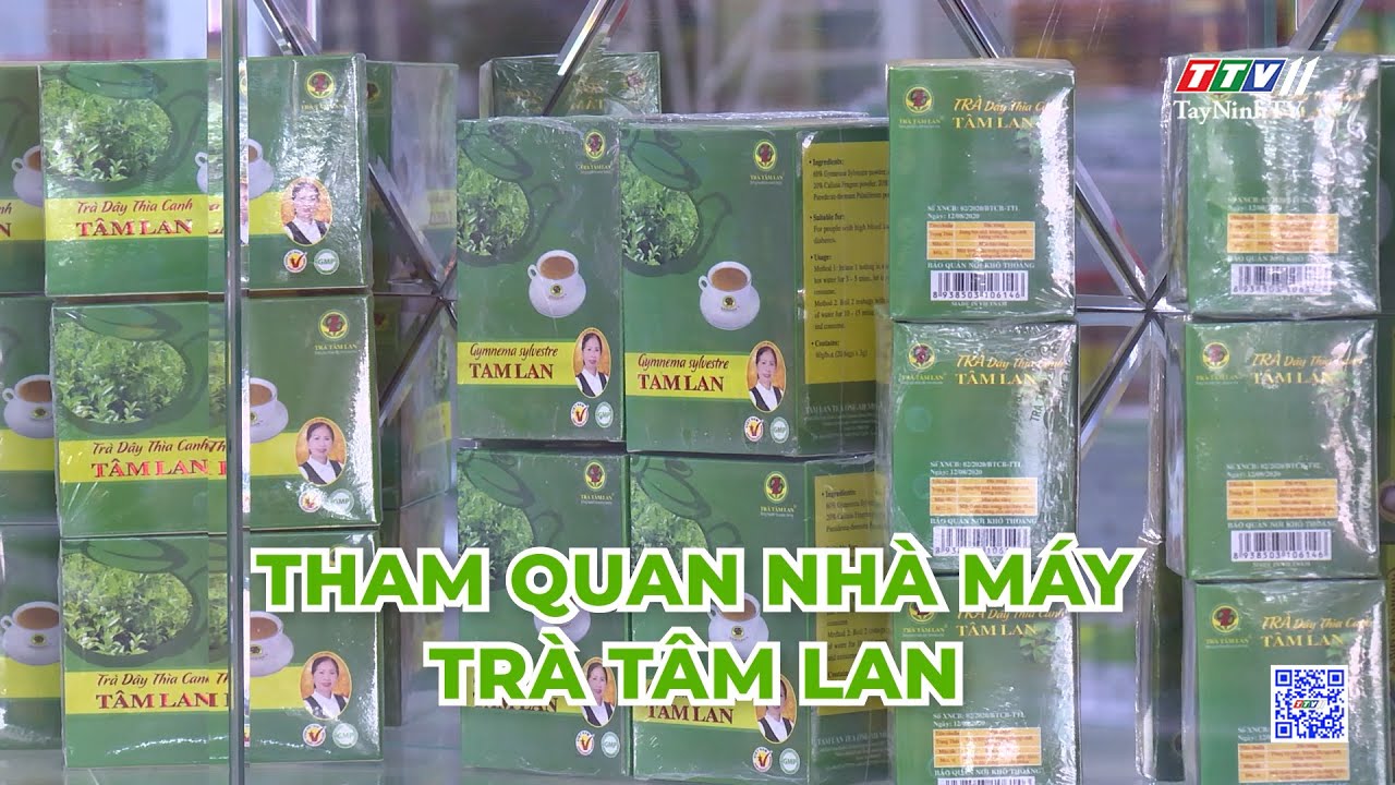 Trailer TÂY NINH DU KÝ | Tham quan nhà máy trà Tâm Lan | TayNinhTVEnt